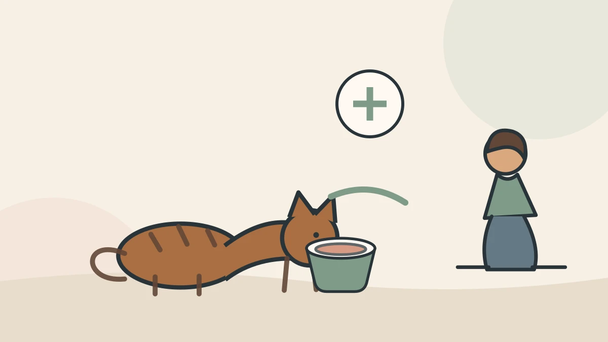A caregiver places a small fresh portion in a clean wide dish while the cat remains free to approach or leave