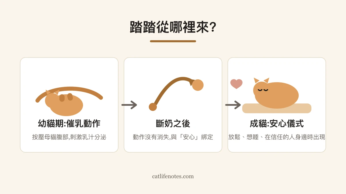 Timeline showing how kneading starts as a nursing behavior in kittens and persists into adult life as a comfort ritual